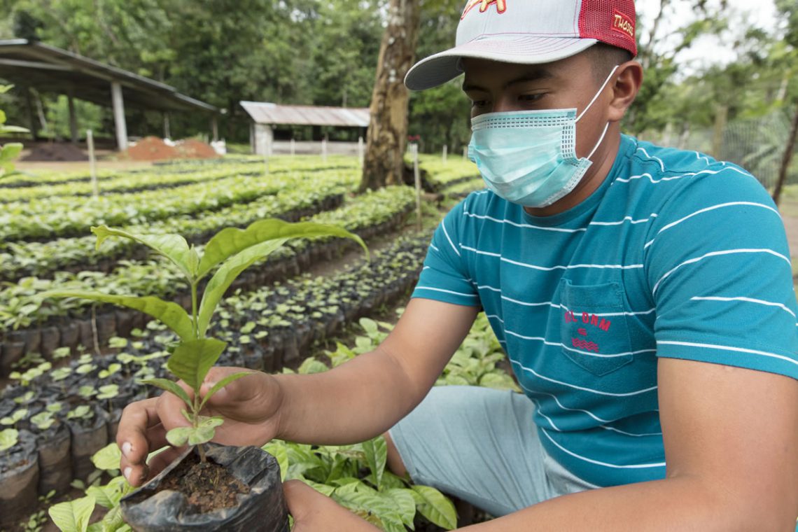 Canal de Panamá recibirá 150 mil plantones de café para reforestación en la Cuenca