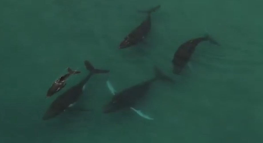 La protección de los cetáceos en aguas del Canal de Panamá