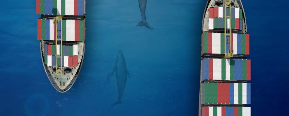 Canal de Panamá reinicia normas para protección de cetáceos