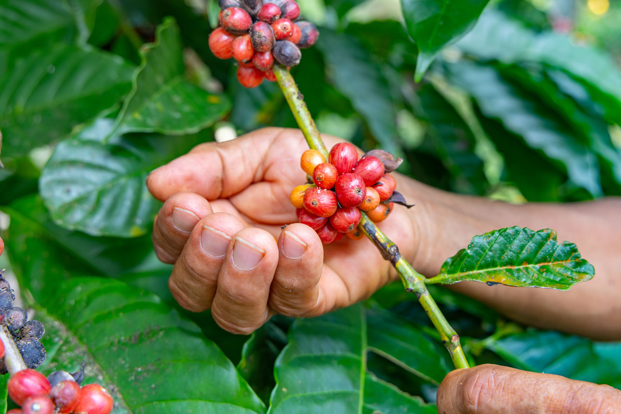 El café, una fuente para el desarrollo sostenible