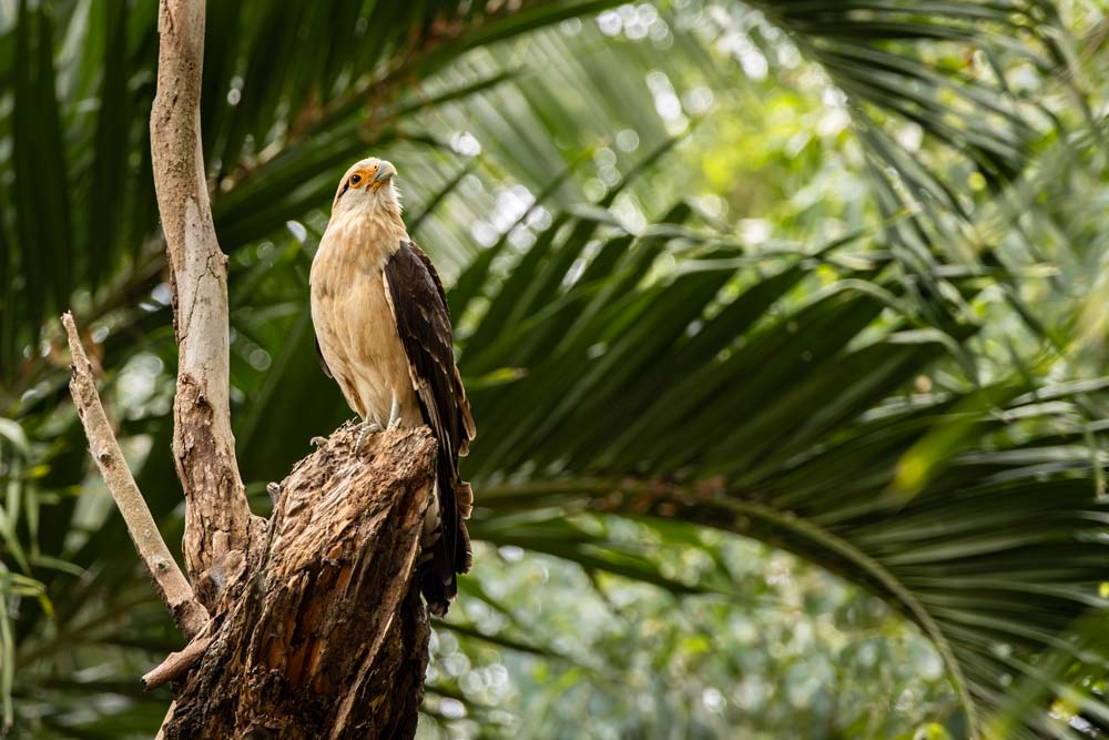 El Canal de Panamá fortalece la vigilancia ambiental para proteger la Cuenca